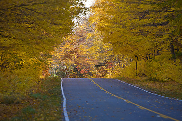 Image showing Autumn Trees