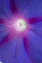 Image showing macro flower