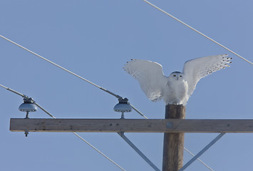 Image showing Snowy Owl