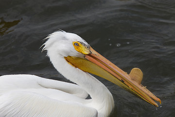 Image showing American White Pelican
