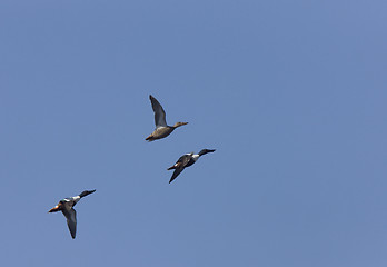 Image showing Ducks in Flight