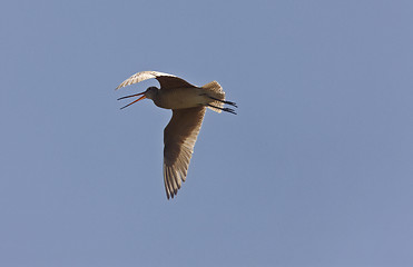 Image showing Godwit in flight