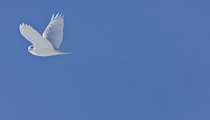 Image showing Snowy Owl