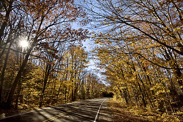 Image showing Autumn Trees