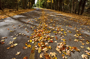 Image showing Autumn Leaves