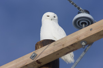 Image showing Snowy Owl