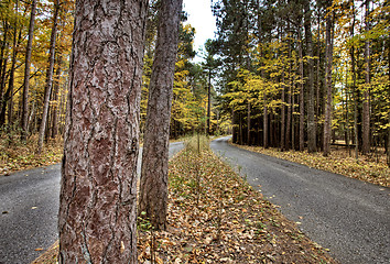 Image showing Autumn Leaves