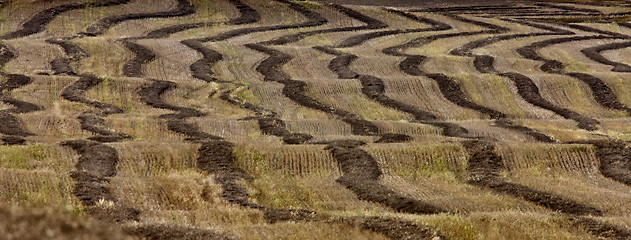 Image showing Wheat Field swath