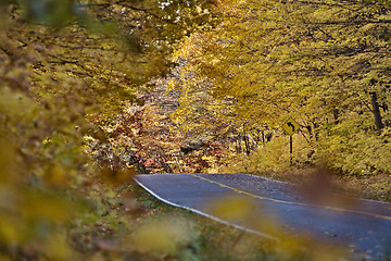 Image showing Autumn Trees