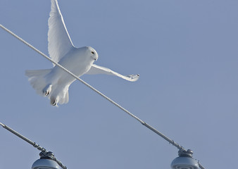 Image showing Snowy Owl