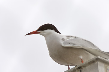 Image showing Common Tern