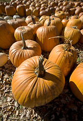 Image showing Pumpkin Patch