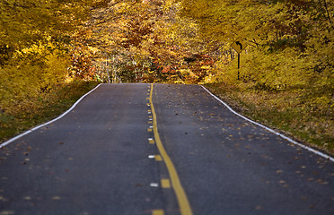 Image showing Autumn Trees