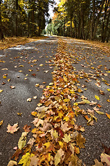 Image showing Autumn Leaves