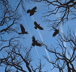 Image showing Trees and crows flying in the sky