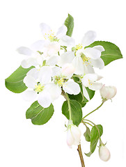 Image showing Single branch of apple-tree with leaf and flowers
