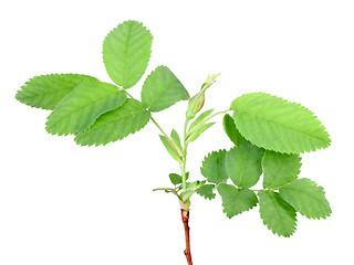 Image showing Branch with bud and green leaf