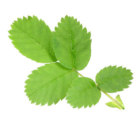 Image showing Branch with green leaf of dog-rose