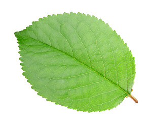 Image showing Green leaf of apple-tree