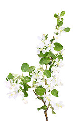 Image showing Branch of apple-tree with green leaf and white flowers