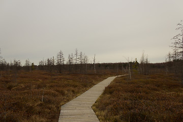 Image showing A boardwalk over a peat moss conservation area.
