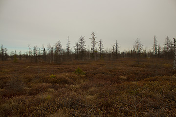 Image showing Peat moss conservation area