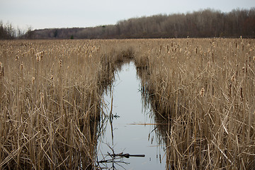 Image showing Bulrush plants in a quiet marsh.