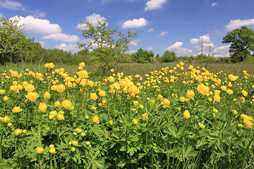 Image showing Globeflower