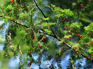 Image showing European Yew