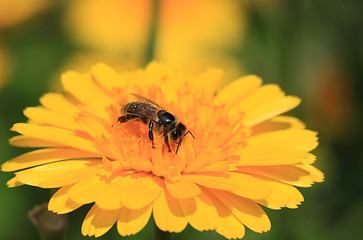 Image showing Honey bee