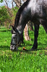 Image showing Grazing Horse