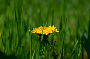 Image showing Dandelion