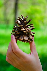 Image showing Fir Cone