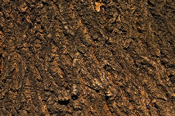 Image showing Background - bark