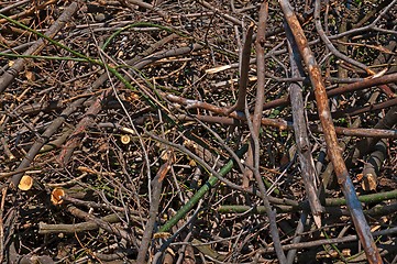 Image showing Background - branches