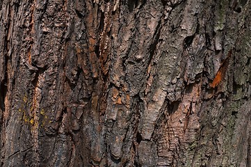 Image showing Background - bark