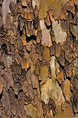 Image showing sycamore bark