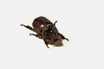 Image showing Rhinoceros beetle