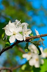 Image showing Blooming apple tree