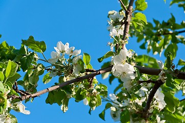 Image showing Blossoming apple-tree