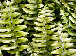 Image showing Fern leaves