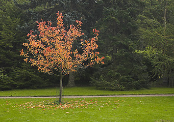 Image showing The tree
