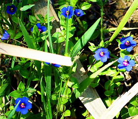 Image showing Little blue flowers