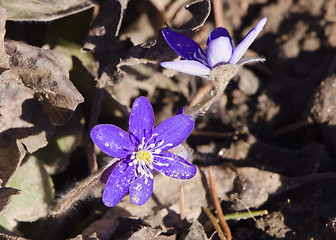 Image showing Closeup hepatica blue flower blooms spring wake up 