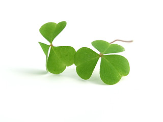 Image showing clover