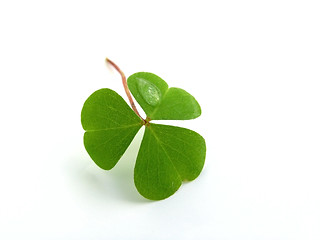 Image showing clover