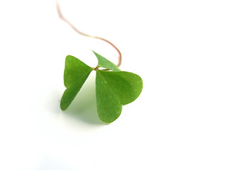 Image showing clover