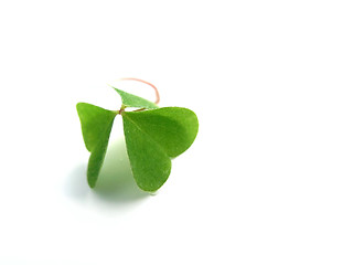 Image showing clover