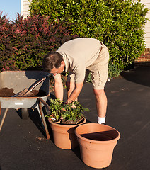 Image showing Senior man digging soil in wheelbarrow
