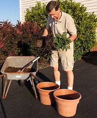 Image showing Senior man digging soil in wheelbarrow